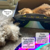 listing_photo_play 2 cats playing with the play hole inside the UFO scratcher box
